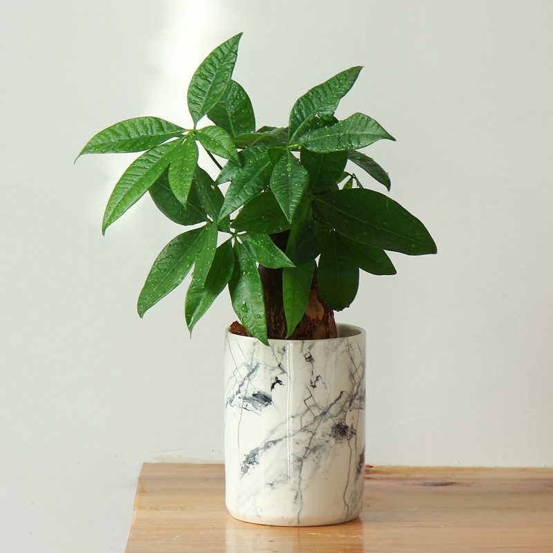 Marble Flower Pot