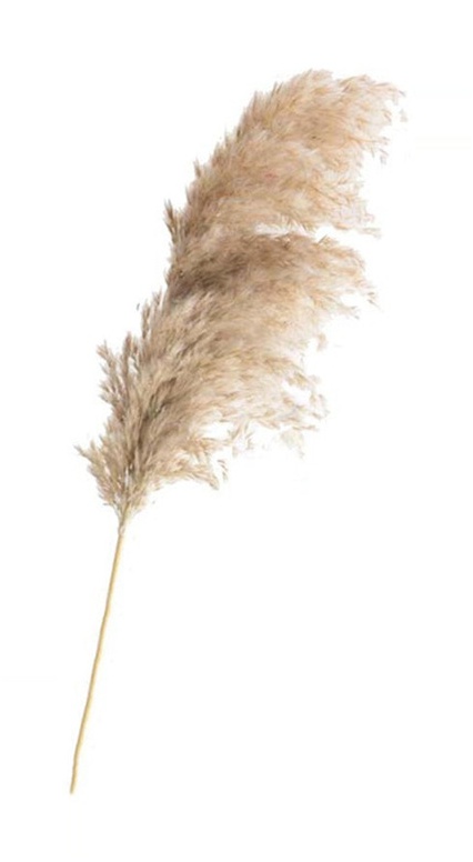 Pampas Grass Decor
