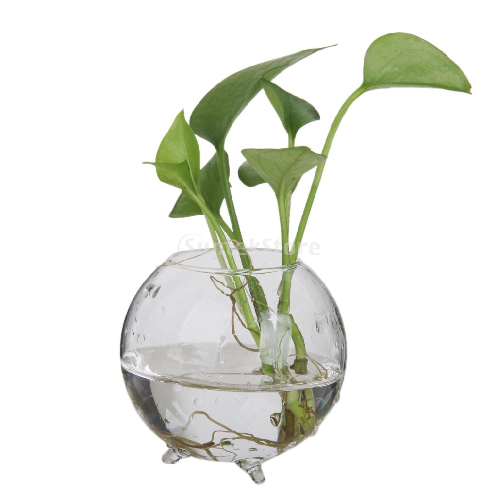 Hydroponic Vase Micro Landscape
