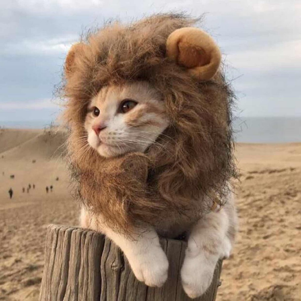 Cat Mane Dress Up