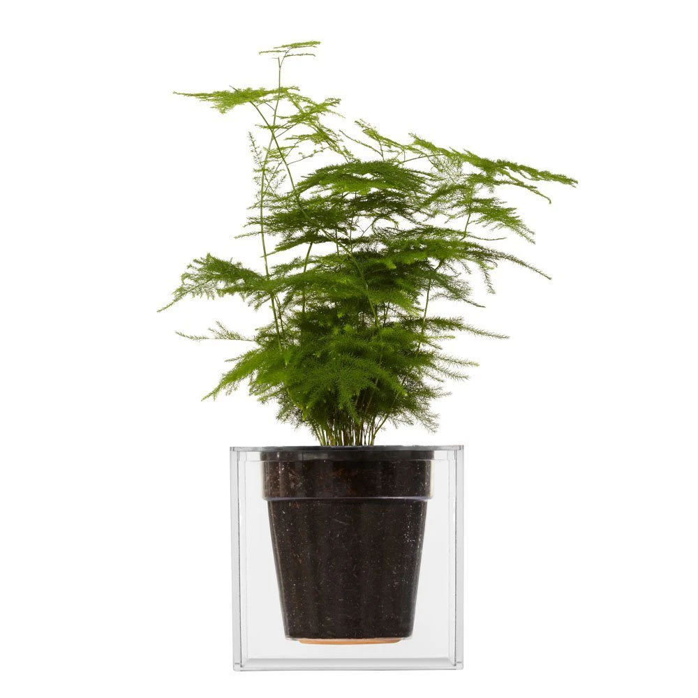 Clear Cube Plant Pot