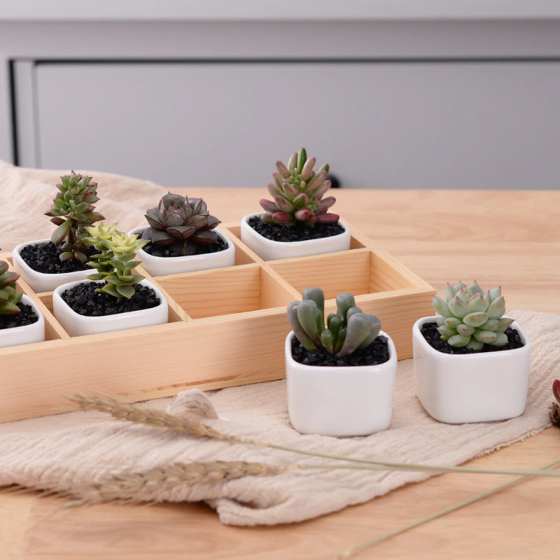 Mini Planter Set