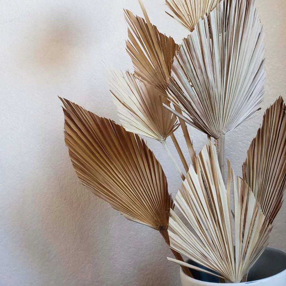 Dried Palm Leaves