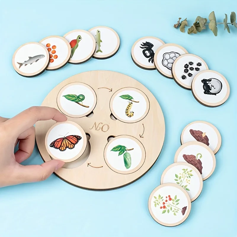 Montessori Life Cycle Game