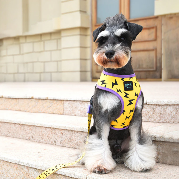 Lightning Bolt Small Dog Harness