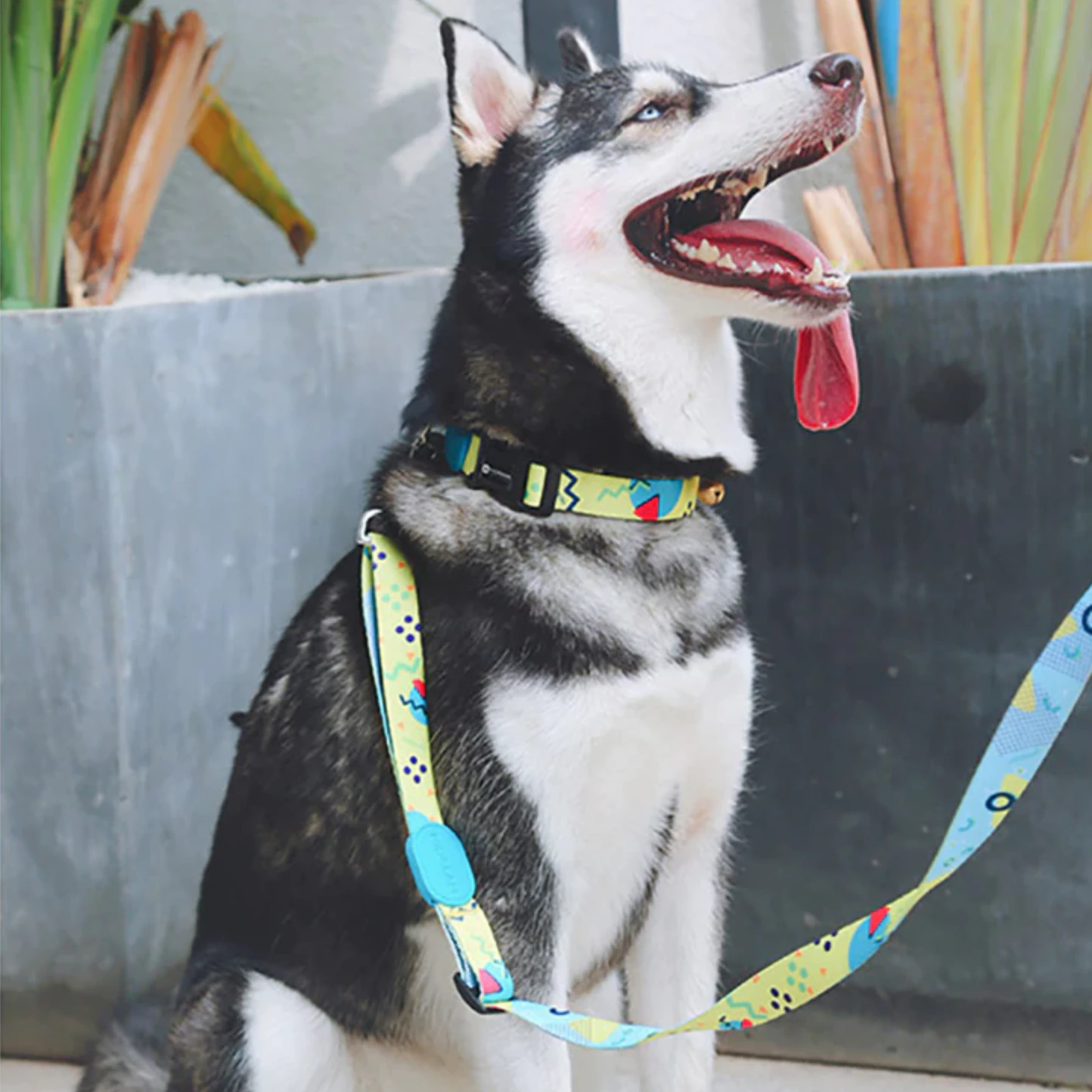 Colourful Dog Leash and Collar Set