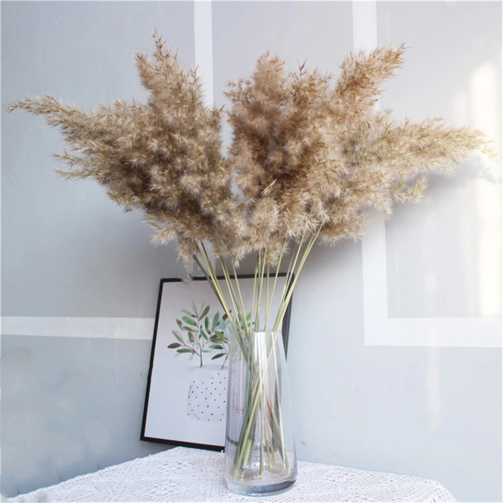 Pampas Grass 10 Pack