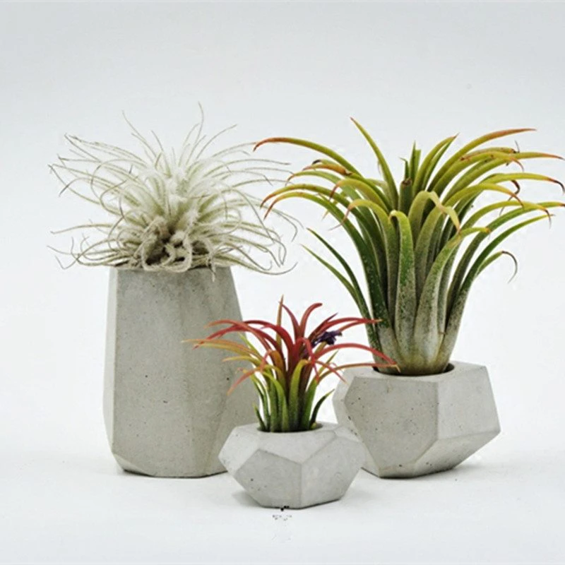 Small Cement Planter