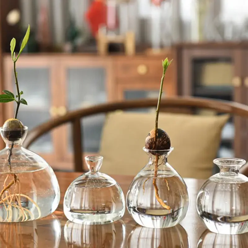Avocado Growing Vase