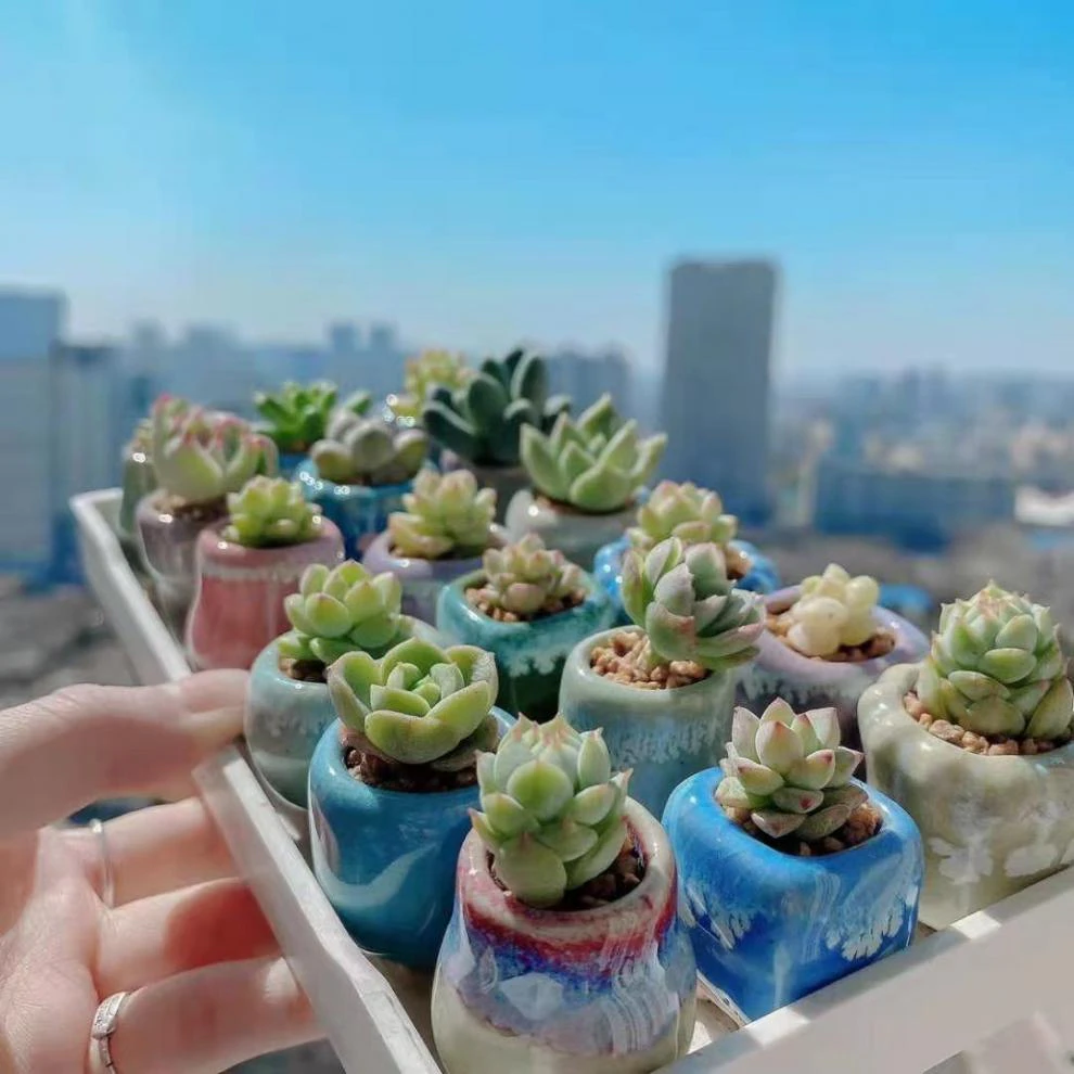 Miniature Ceramic Planters