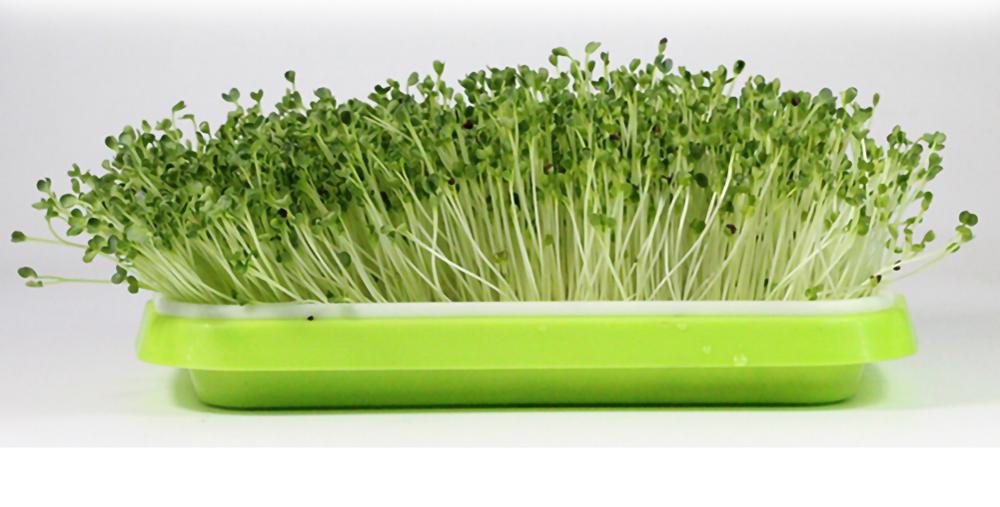 Microgreen Planter Tray