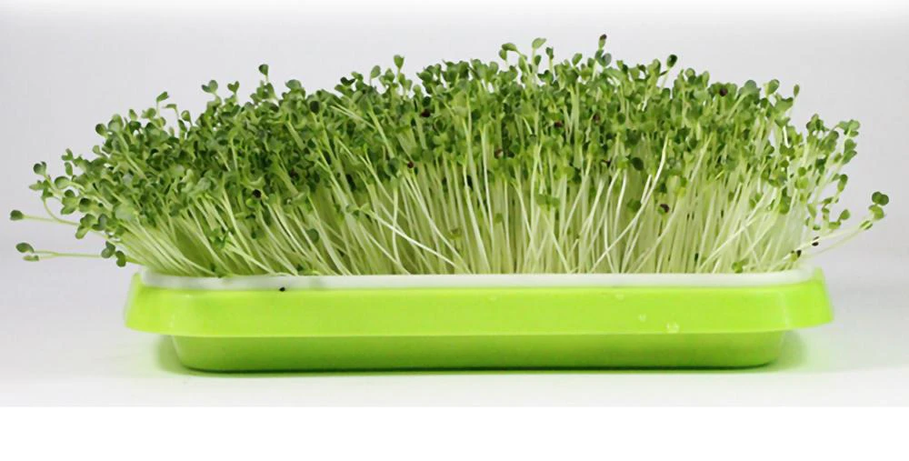 Microgreen Planter Tray
