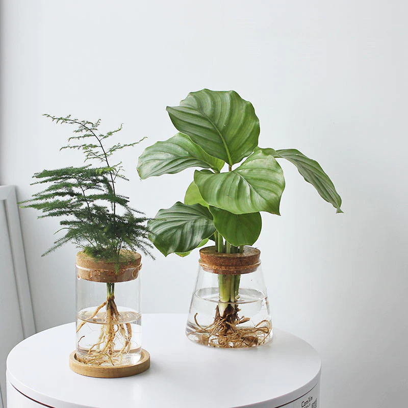 Hydroponic Glass Vase
