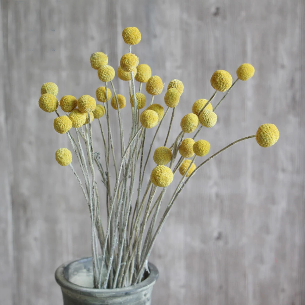 20pc Dried Craspedia Flowers