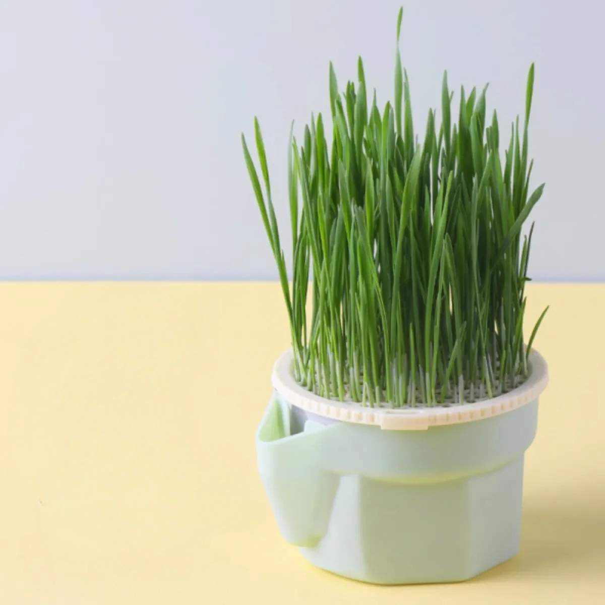 DIY Cat Grass Cultivator